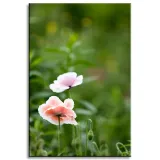 obraz-na-plotnie-botanika-jasne-maki-40x60-cm-stan-nowy