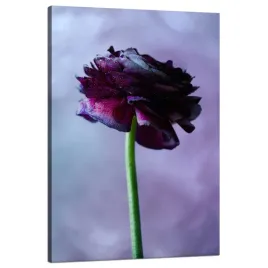 obraz-na-plotnie-botanika-purpurowy-kwiat-80x120