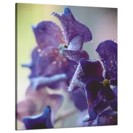 obraz-na-plotnie-botanika-indygo-orchidea-80x100-c