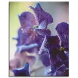 obraz-na-plotnie-botanika-indygo-orchidea-80x100-c-stan-nowy