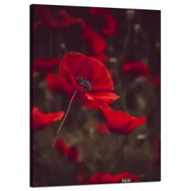 obraz-na-plotnie-botanika-krwiste-maki-50x70-cm