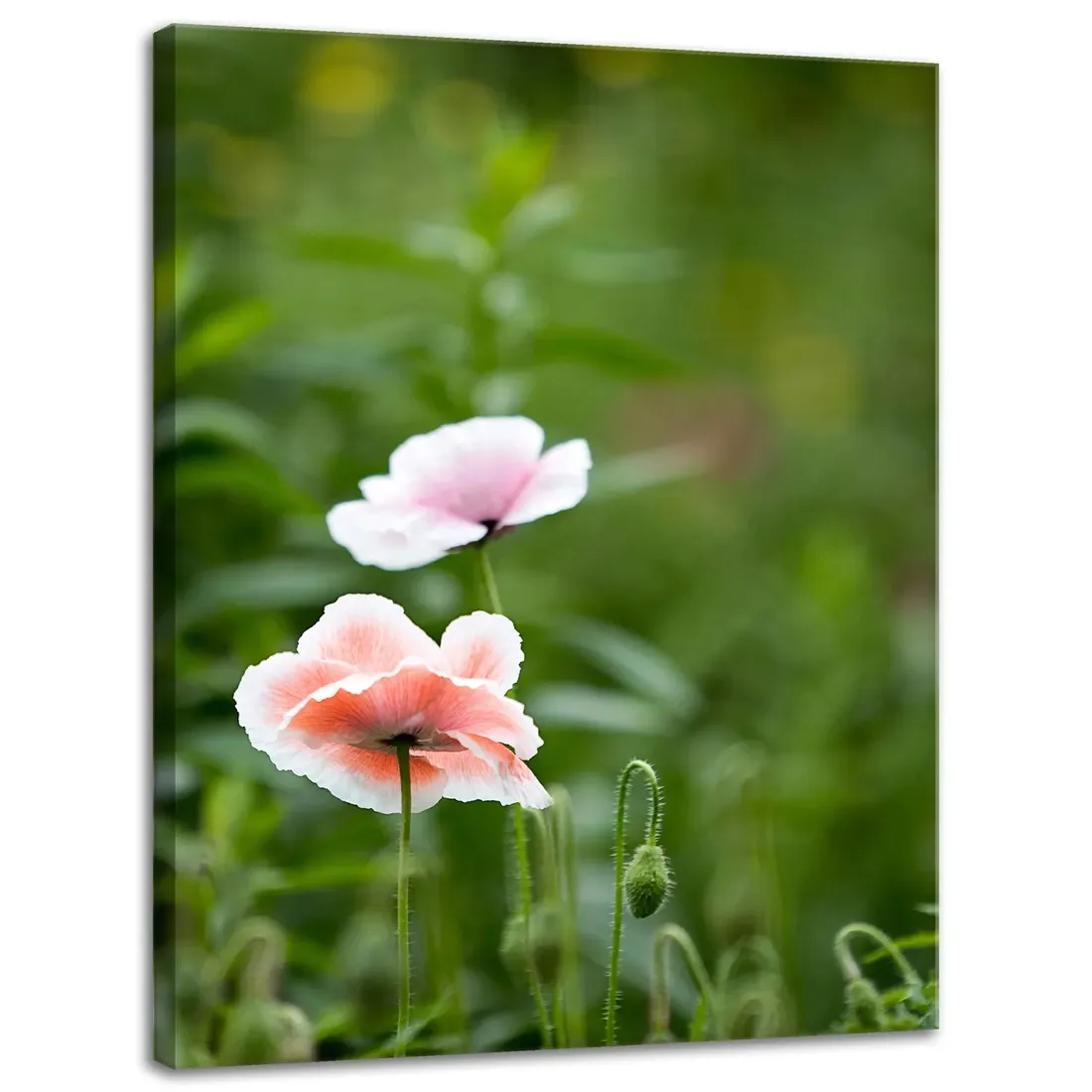 obraz-na-plotnie-botanika-jasne-maki-30x40-cm-stan-nowy