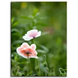 obraz-na-plotnie-botanika-jasne-maki-30x40-cm-stan-nowy