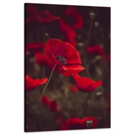 obraz-na-plotnie-botanika-krwiste-maki-60x90-cm