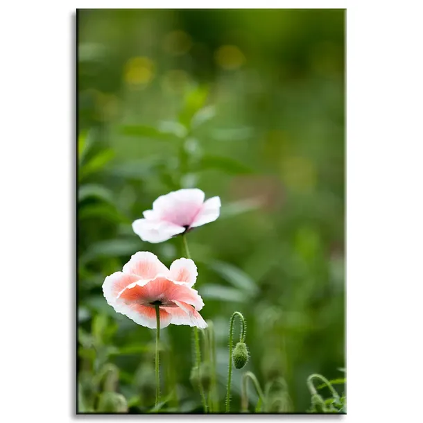 obraz-na-plotnie-botanika-jasne-maki-60x90-cm-stan-nowy