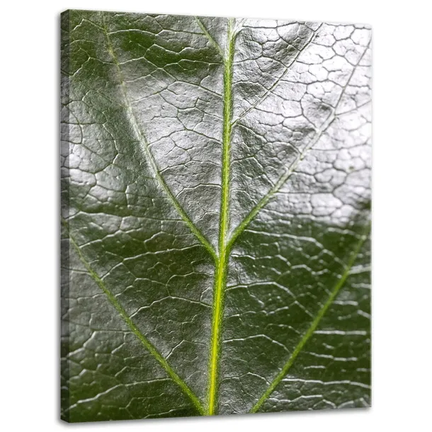obraz-na-plotnie-botanika-zielony-lisc-30x40-cm