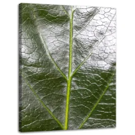 obraz-na-plotnie-botanika-zielony-lisc-30x40-cm