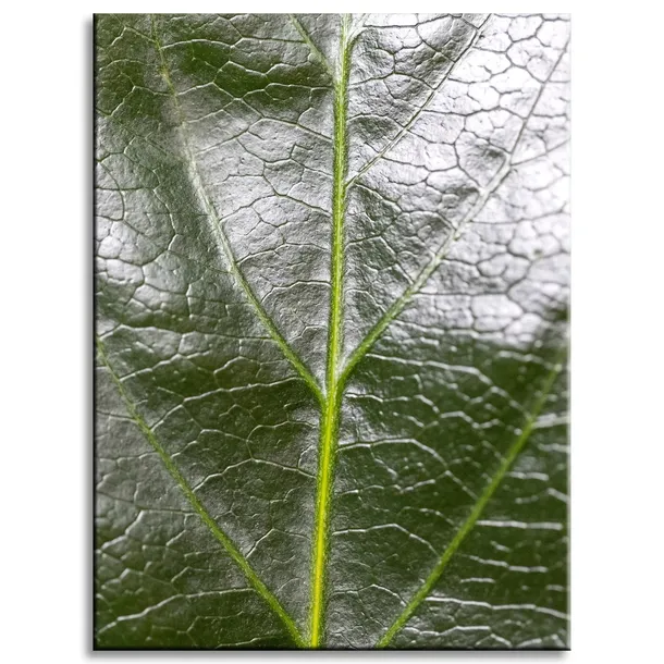 obraz-na-plotnie-botanika-zielony-lisc-30x40-cm-stan-nowy