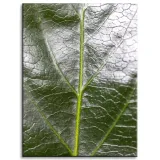 obraz-na-plotnie-botanika-zielony-lisc-30x40-cm-stan-nowy