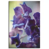 obraz-na-plotnie-botanika-indygo-orchidea-80x120-c-stan-nowy