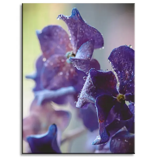 obraz-na-plotnie-botanika-indygo-orchidea-30x40-cm-stan-nowy