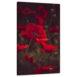 obraz-na-plotnie-botanika-krwiste-maki-70x120-cm