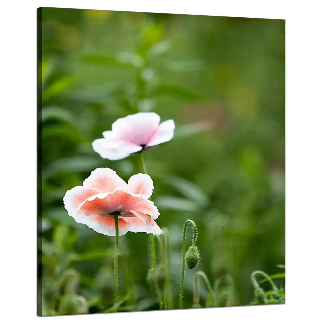 obraz-na-plotnie-botanika-jasne-maki-80x100-cm-stan-nowy