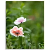 obraz-na-plotnie-botanika-jasne-maki-80x100-cm-stan-nowy