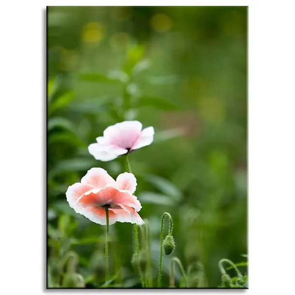 obraz-na-plotnie-botanika-jasne-maki-50x70-cm-stan-nowy