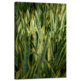 obraz-na-plotnie-botanika-sansewieria-40x60-cm