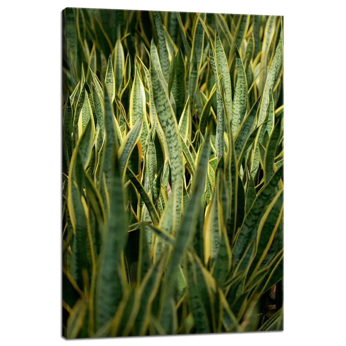 obraz-na-plotnie-botanika-sansewieria-40x60-cm-stan-nowy