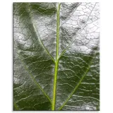obraz-na-plotnie-botanika-zielony-lisc-80x100-cm-stan-nowy