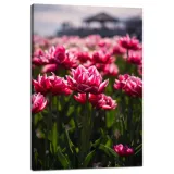 obraz-na-plotnie-botanika-pole-tulipanow-40x60-cm