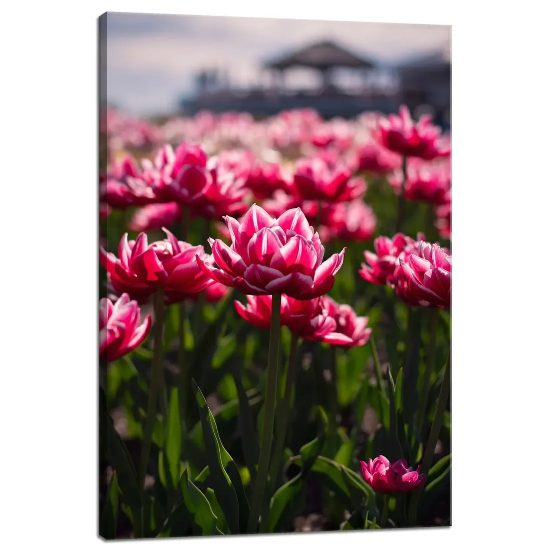 obraz-na-plotnie-botanika-pole-tulipanow-40x60-cm-stan-nowy