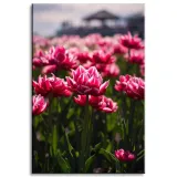 obraz-na-plotnie-botanika-pole-tulipanow-40x60-cm-stan-nowy