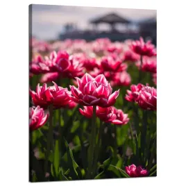 obraz-na-plotnie-botanika-pole-tulipanow-50x70-cm