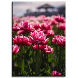 obraz-na-plotnie-botanika-pole-tulipanow-50x70-cm-stan-nowy
