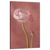 obraz-na-plotnie-botanika-piwonia-pasowa-50x80-cm
