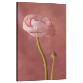 obraz-na-plotnie-botanika-piwonia-pasowa-50x80-cm