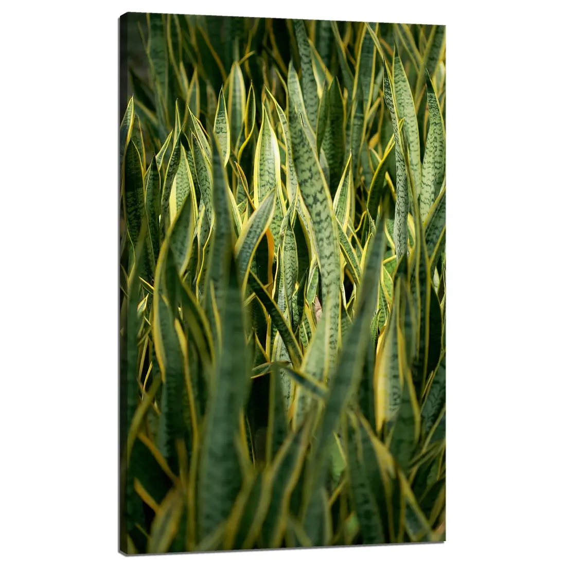 obraz-na-plotnie-botanika-sansewieria-60x100-cm-stan-nowy