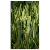 obraz-na-plotnie-botanika-sansewieria-60x100-cm-stan-nowy