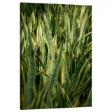 obraz-na-plotnie-botanika-sansewieria-80x120-cm