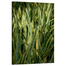 obraz-na-plotnie-botanika-sansewieria-80x120-cm