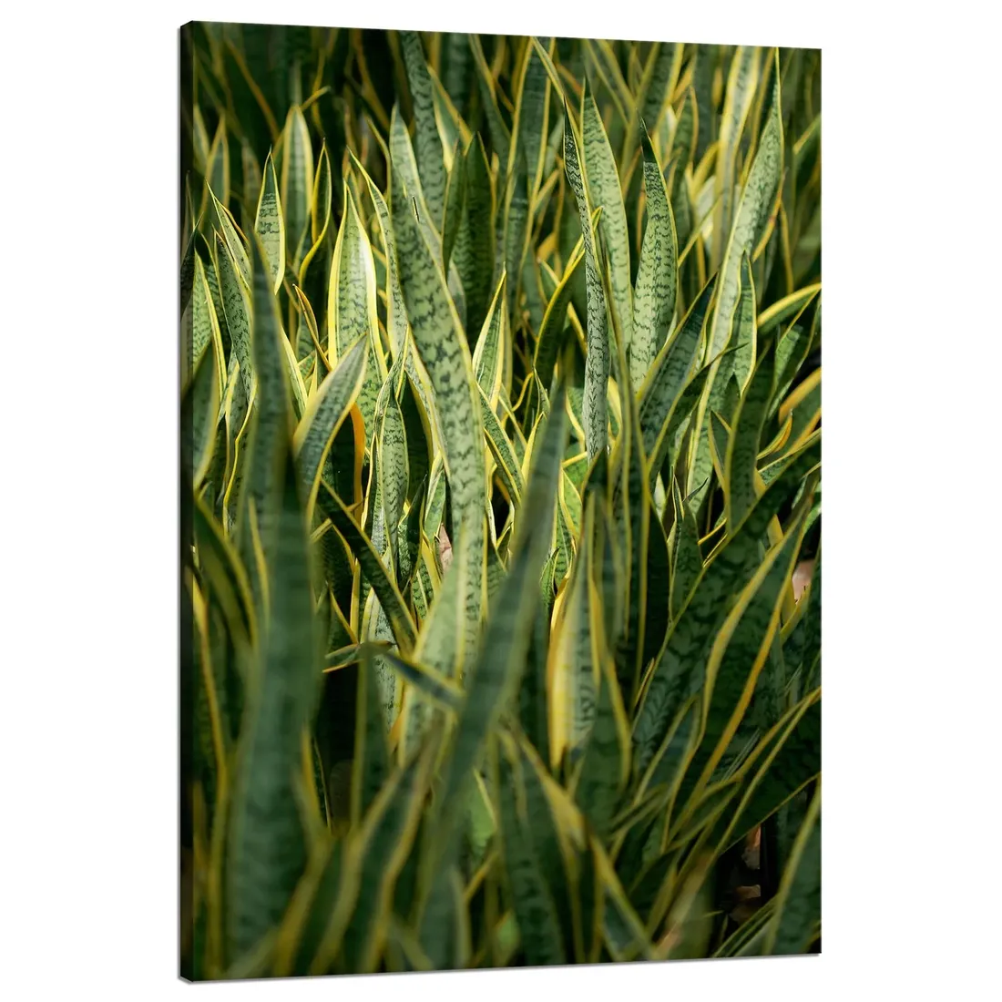 obraz-na-plotnie-botanika-sansewieria-80x120-cm-stan-nowy