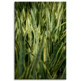 obraz-na-plotnie-botanika-sansewieria-80x120-cm-stan-nowy