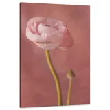 obraz-na-plotnie-botanika-piwonia-pasowa-60x90-cm