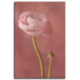 obraz-na-plotnie-botanika-piwonia-pasowa-60x90-cm-stan-nowy