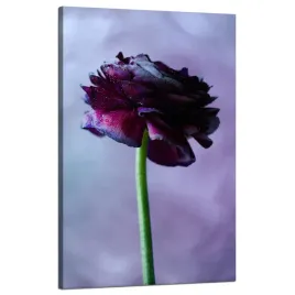 obraz-na-plotnie-botanika-purpurowy-kwiat-50x80-cm
