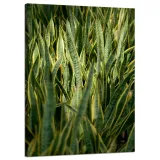 obraz-na-plotnie-botanika-sansewieria-50x70-cm