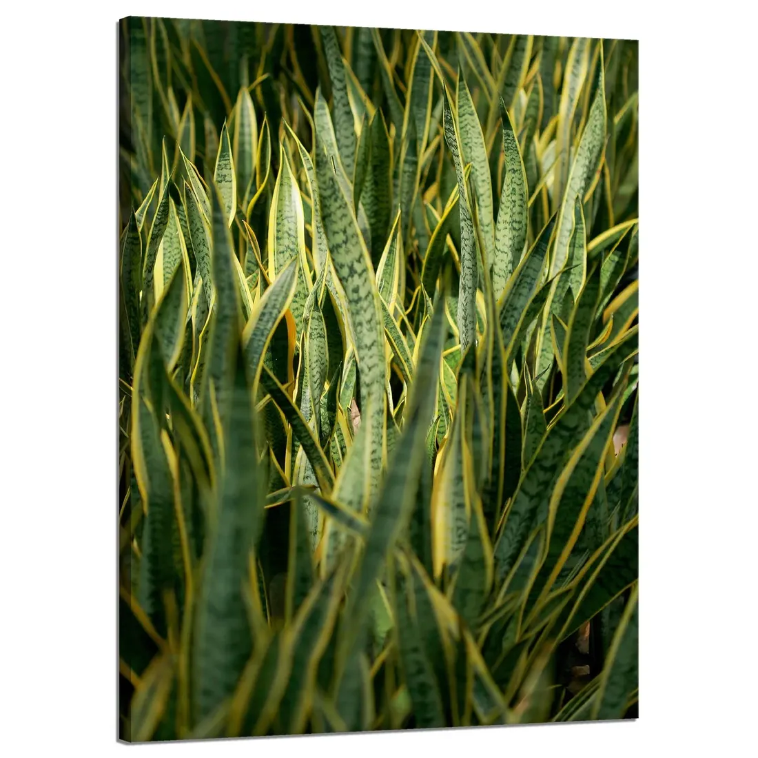 obraz-na-plotnie-botanika-sansewieria-50x70-cm-stan-nowy