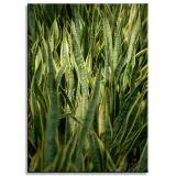 obraz-na-plotnie-botanika-sansewieria-50x70-cm-stan-nowy