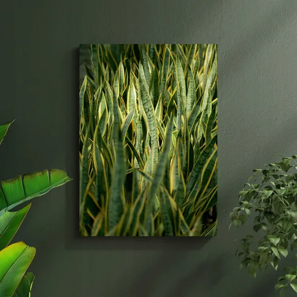 obraz-na-plotnie-botanika-sansewieria-50x70-cm-sposob-wykonania-druk-cyfrowy