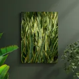obraz-na-plotnie-botanika-sansewieria-50x70-cm-sposob-wykonania-druk-cyfrowy