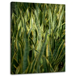obraz-na-plotnie-botanika-sansewieria-30x40-cm