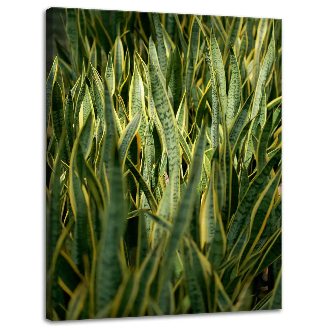 obraz-na-plotnie-botanika-sansewieria-30x40-cm-stan-nowy