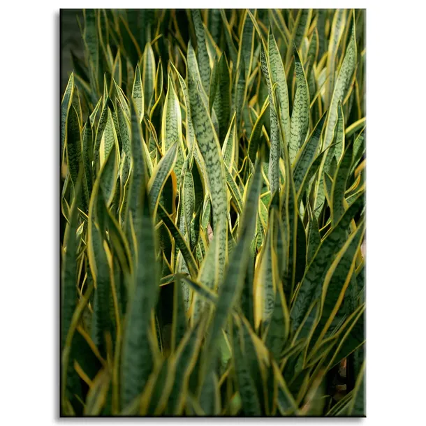 obraz-na-plotnie-botanika-sansewieria-30x40-cm-stan-nowy