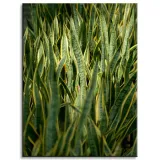 obraz-na-plotnie-botanika-sansewieria-30x40-cm-stan-nowy
