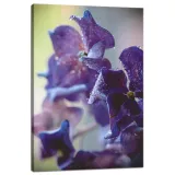 obraz-na-plotnie-botanika-indygo-orchidea-40x60-cm