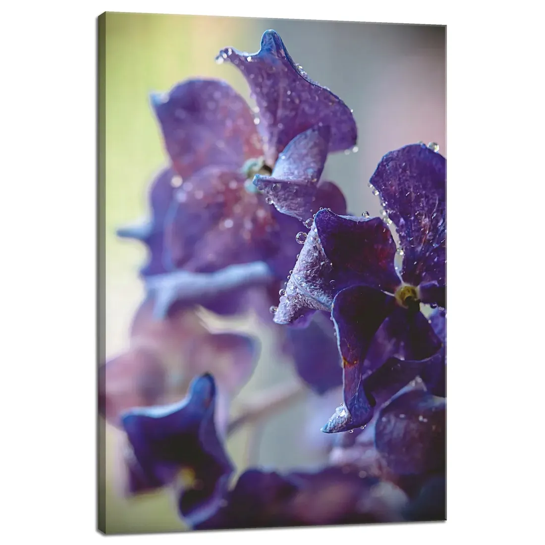 obraz-na-plotnie-botanika-indygo-orchidea-40x60-cm-stan-nowy