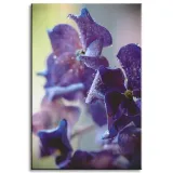 obraz-na-plotnie-botanika-indygo-orchidea-40x60-cm-stan-nowy